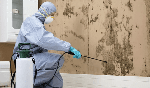MOLD REMEDIATION